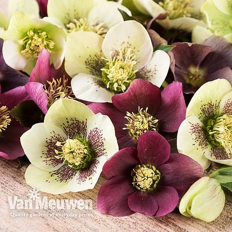 Hellebore X Hybridus 'Mixed' (Lenten Rose) 1 Hellebore X Hybridus 'Mixed' (Lenten Rose)