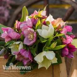 Hellebore X Hybridus 'Mixed' (Lenten Rose) 7 Hellebore X Hybridus 'Mixed' (Lenten Rose) -FloraNest Store HELL 61223 D