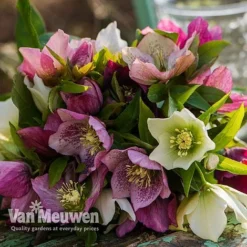 Hellebore X Hybridus 'Mixed' (Lenten Rose) 9 Hellebore X Hybridus 'Mixed' (Lenten Rose) -FloraNest Store HELL 61223 E
