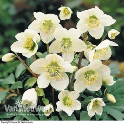 Hellebore 'Christmas Rose' -FloraNest Store HELL 68165 B