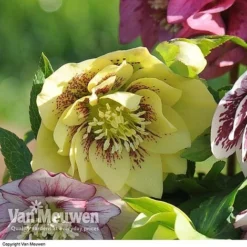 Hellebore 'Breeder's Mix' -FloraNest Store HELL V78559 C