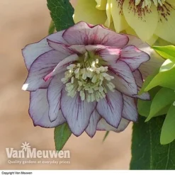 Hellebore 'Breeder's Mix' -FloraNest Store HELL V78559 D