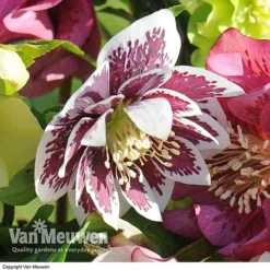 Hellebore 'Breeder's Mix' -FloraNest Store HELL V78559 E