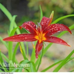 Daylily 'Crimson Pirate' -FloraNest Store HEME V59612 C