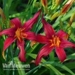 Daylily 'Crimson Pirate' -FloraNest Store HEME V59612 D