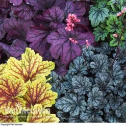Heuchera 'Mosaic' -FloraNest Store HEUC V58448 F