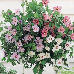 Hibiscus 'Tricolour' (Standard)