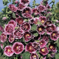 Hollyhock 'Crème De Cassis'