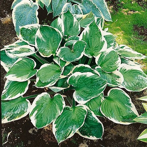 Hosta 'Minuteman' 1 Hosta 'Minuteman'