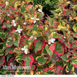 Houttuynia Cordata 'Chameleon' 8 Houttuynia Cordata 'Chameleon' -FloraNest Store HOUT V59309 E