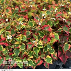 Houttuynia Cordata 'Chameleon' 9 Houttuynia Cordata 'Chameleon' -FloraNest Store HOUT V59309 F