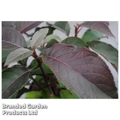 Hydrangea Aspera 'Hot Chocolate' -FloraNest Store HYDR HOTCHOCOL S54236