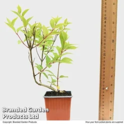 Hydrangea Paniculata 'Magical Moonlight' -FloraNest Store HYDR MAGICM9CM T49364