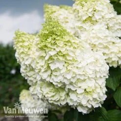Hydrangea Paniculata 'Magical Moonlight' -FloraNest Store Hyd MagicalMoon VM 2