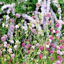 Knautia Macedonica 'Melton Pastels' -FloraNest Store KNAU MELTONPAS U49880 NOW1