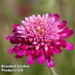 Knautia Macedonica 'Melton Pastels' -FloraNest Store KNAU MELTONPAS W498781