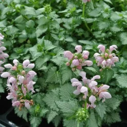 Lamium Maculatum 'Pink Pewter'
