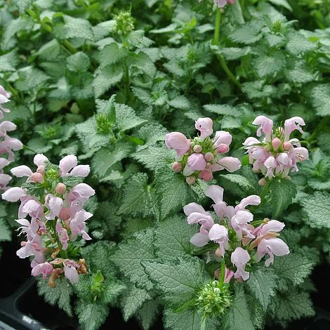 Lamium Maculatum 'Pink Pewter' 1 Lamium Maculatum 'Pink Pewter'