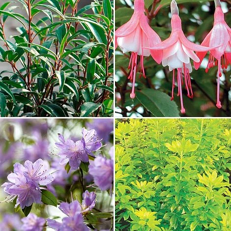 Nurserymans Choice Large Plants (2 Litre) 1 Nurserymans Choice Large Plants (2 Litre)