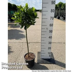 Bay Tree Standard -FloraNest Store LAUR NOBILISTD S52051