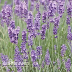 Lavender Duo -FloraNest Store LAVE V13899 C