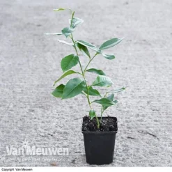 Fruit Meyer Lemon -FloraNest Store LEMO 64680 VA