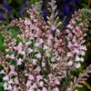 Linaria Purpurea 'Cannon J Went'