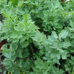 Lovage