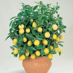 Citrus Tree Collection -FloraNest Store Lemon