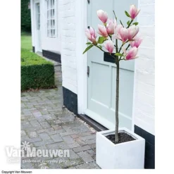 Magnolia 'Red Lucky' -FloraNest Store MAGN 62569 B