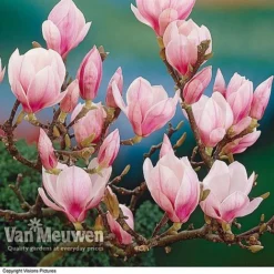 Magnolia 'Red Lucky' -FloraNest Store MAGN V11821 A