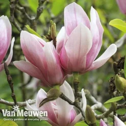 Magnolia 'Red Lucky' -FloraNest Store MAGN V11821 E