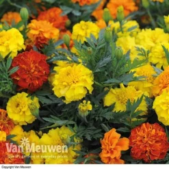 Marigold F1 'Zenith Mixed' -FloraNest Store MARI V52661 B