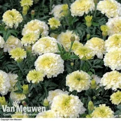 Marigold 'French Vanilla' (Garden Ready) -FloraNest Store MARI V58417 D