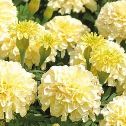 Marigold 'French Vanilla' (Garden Ready) -FloraNest Store MARI V58417 NOW1