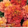Marigold 'Strawberry Blonde'