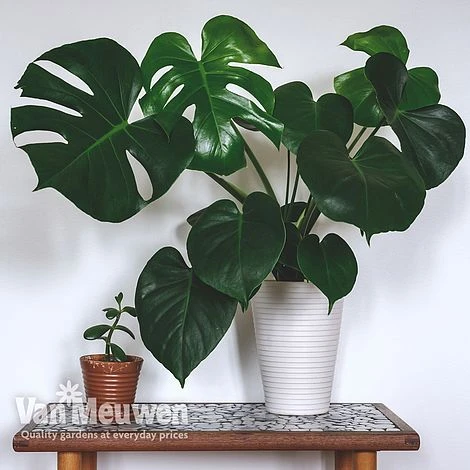 Monstera Deliciosa (House Plant) 2 Monstera Deliciosa (House Plant) - Image 2