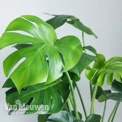 Monstera Deliciosa (House Plant) 12 Monstera Deliciosa (House Plant) -FloraNest Store MONS VKA2925 B