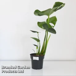 Monstera Deliciosa (House Plant) 13 Monstera Deliciosa (House Plant) -FloraNest Store MONS DELIC17CM T43809