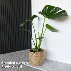 Monstera Deliciosa (House Plant) 14 Monstera Deliciosa (House Plant) -FloraNest Store MONS DELICIOSA T43810