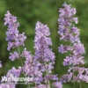 Nepeta 'Six Hills Giant'