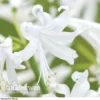 Nerine Bowdenii 'Alba'