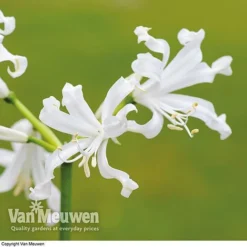 Front Page -FloraNest Store NERI V60914 B