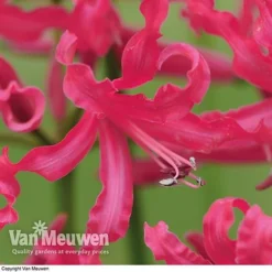 Front Page -FloraNest Store NERI V70642 B