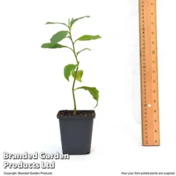 Orange Tree -FloraNest Store ORAN TREE9CM T46201