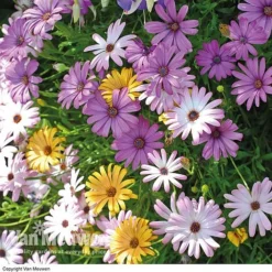 Osteospermum 'Falling Stars'™ -FloraNest Store OSTE 69595V A h