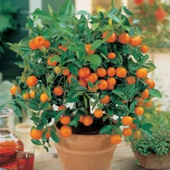 Citrus Tree Collection -FloraNest Store Orange