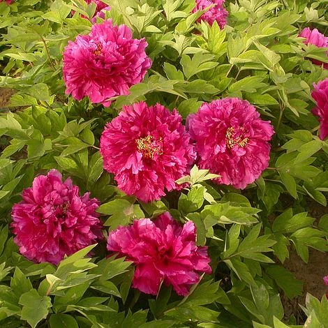 Tree Peony 'Luoyang Hong' 1 Tree Peony 'Luoyang Hong'