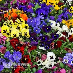 Pansy 'Universal Mixed' F1 Hybrid 8 Pansy 'Universal Mixed' F1 Hybrid -FloraNest Store PANS 68090 B