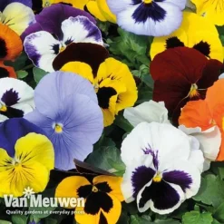 Pansy 'Summertime Mix' (Garden Ready) -FloraNest Store PANS T69424 C